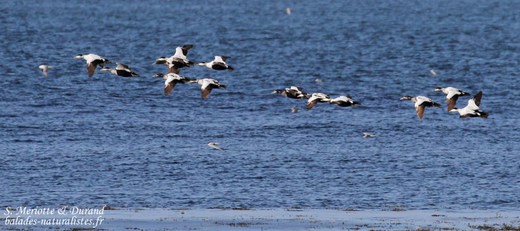 Vol de mâles en mue d'Eiders à duvet