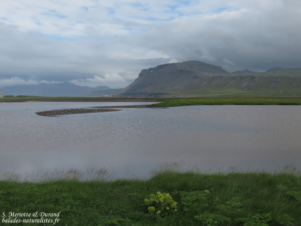 Marais côtier sur les rives nord de la péninsule de Snaefellsness 