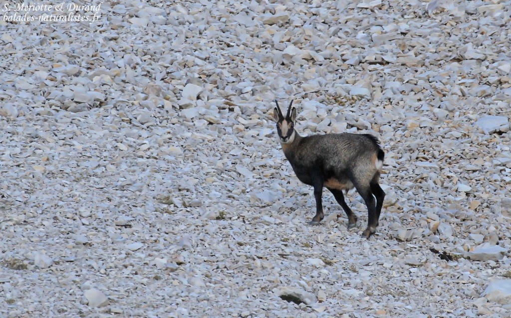 Chamois dans les pierriers du Pic de Bure