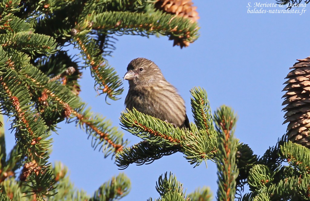 Jeune Bec-croisé des sapins, bois au pied du Pic de Bure