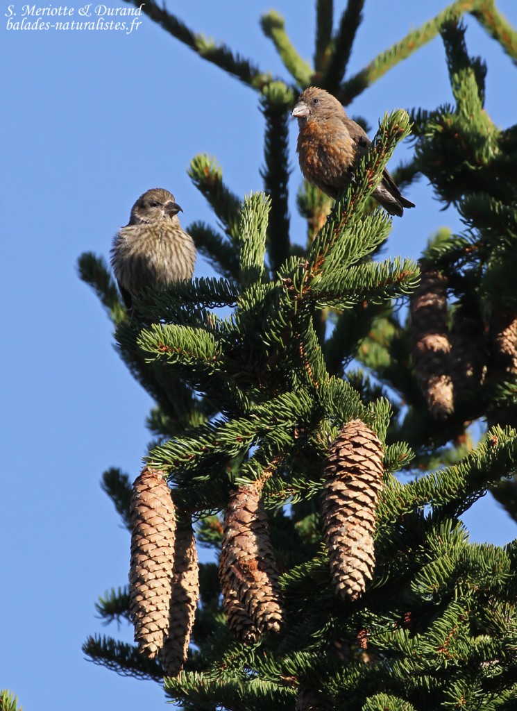 Jeune Bec-croisé des sapins et mâle, bois au pied du Pic de Bure