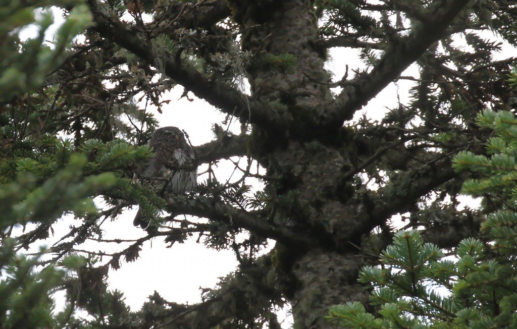 Chevêchette d'Europe dans les bois du Pic de Bure
