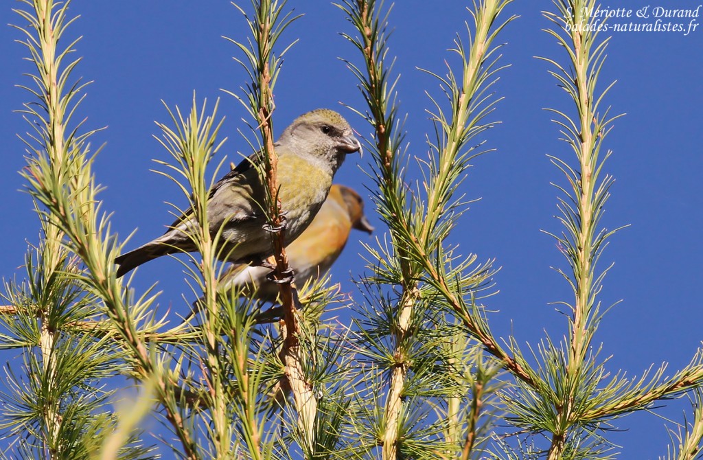 Becs-croisés des sapins, femelle et mâle, dans la montée au Pic de Bure
