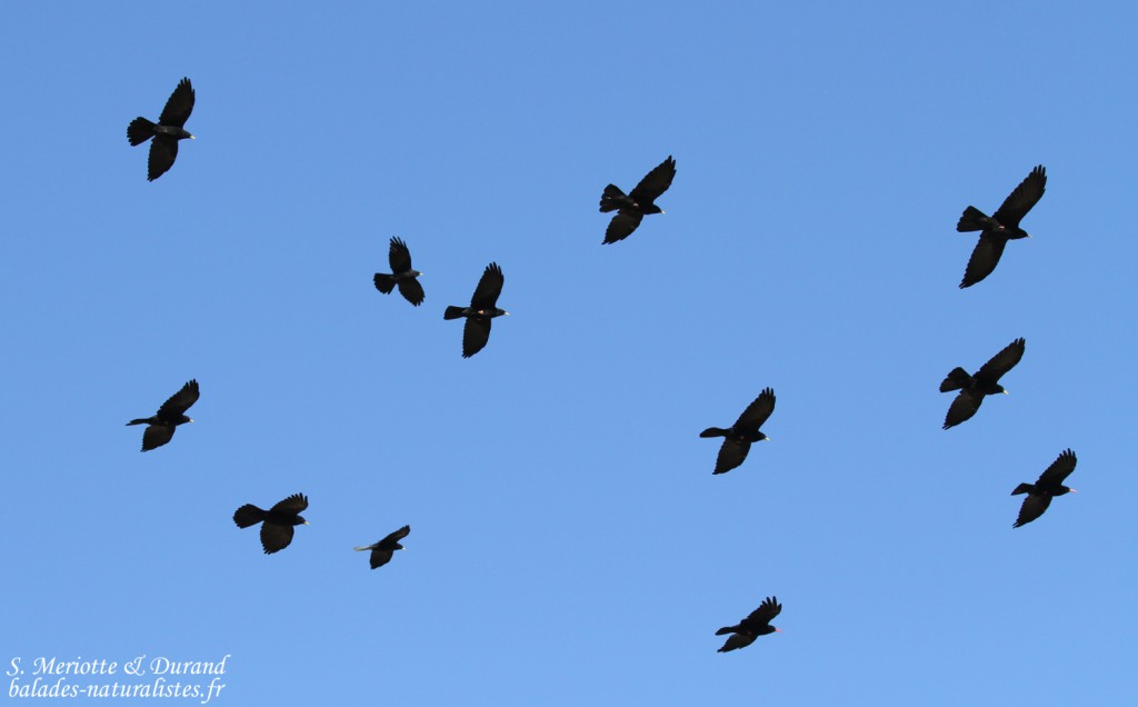 Groupe de Chocards à bec jaune et Craves à bec rouge sur le pic de Bure