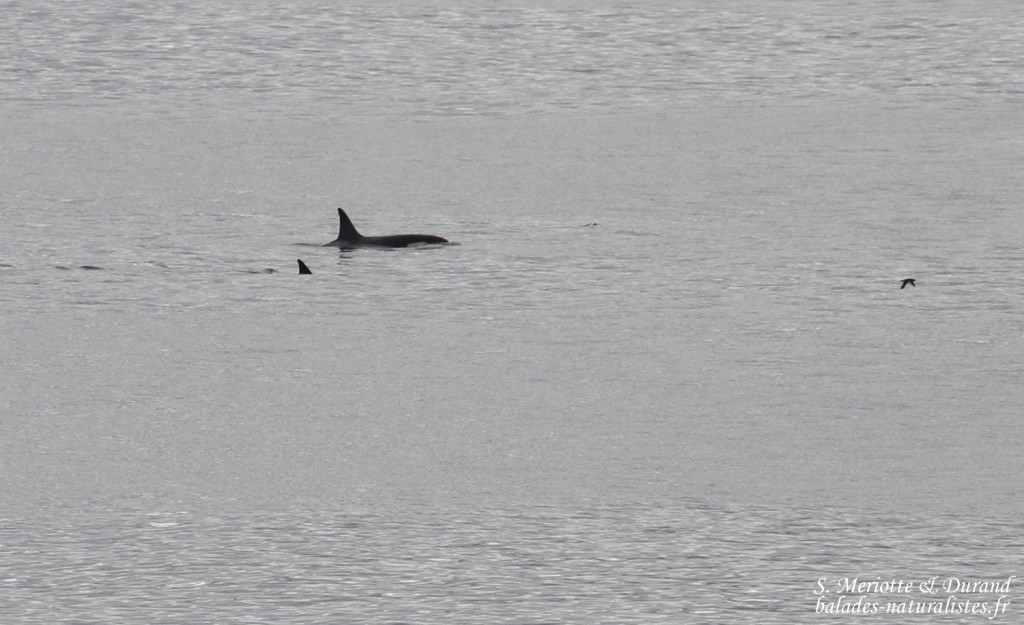 Deux Orques épaulards non loin de la côte