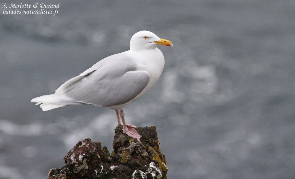 arnarstapi-6goeland-bourgmestre
