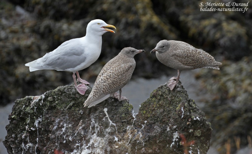 Adulte de Goélands bourgmestre accompagné de ses deux jeunes quasiment volants