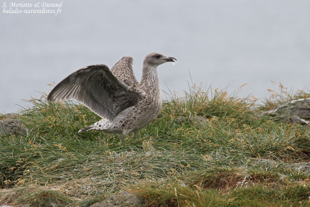 Goéland marin juvénile s'amusant avec une plume