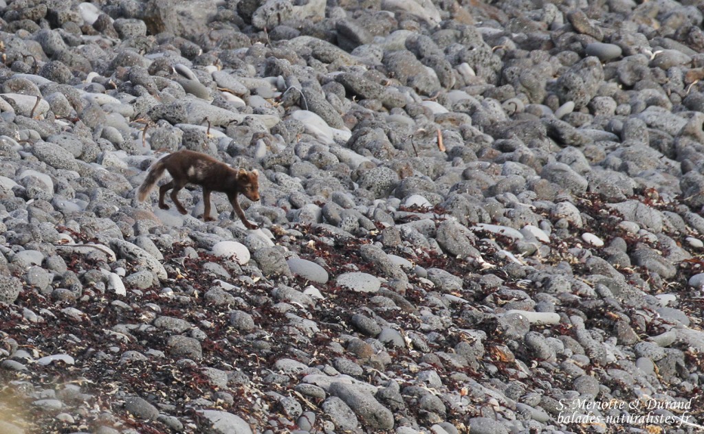 renard-polaire-snaefellsnes-islande