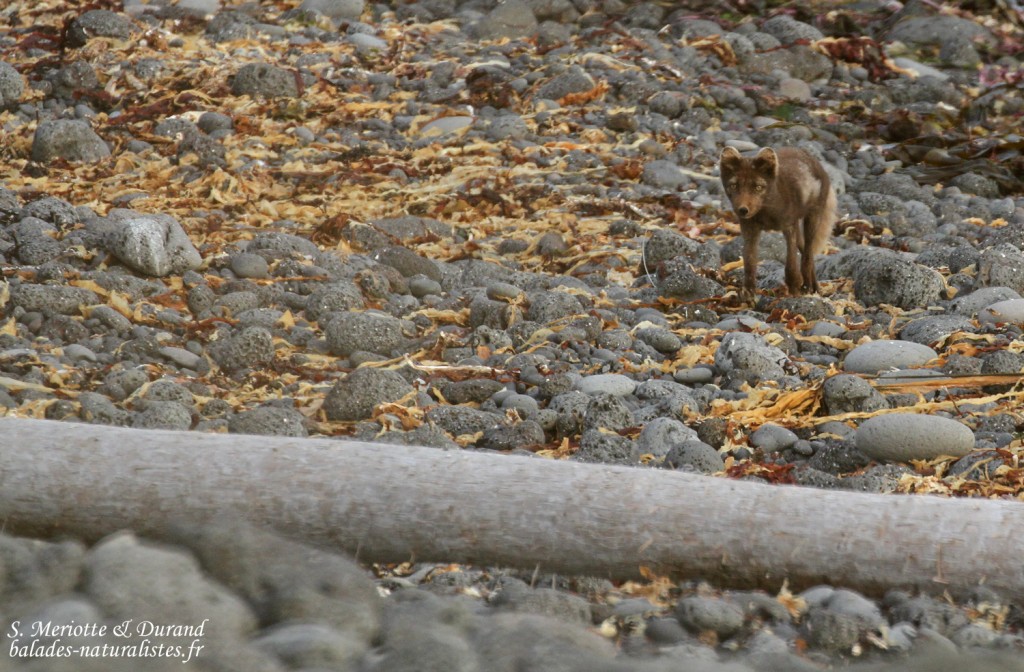 renard-polaire-snaefellsnes-islande