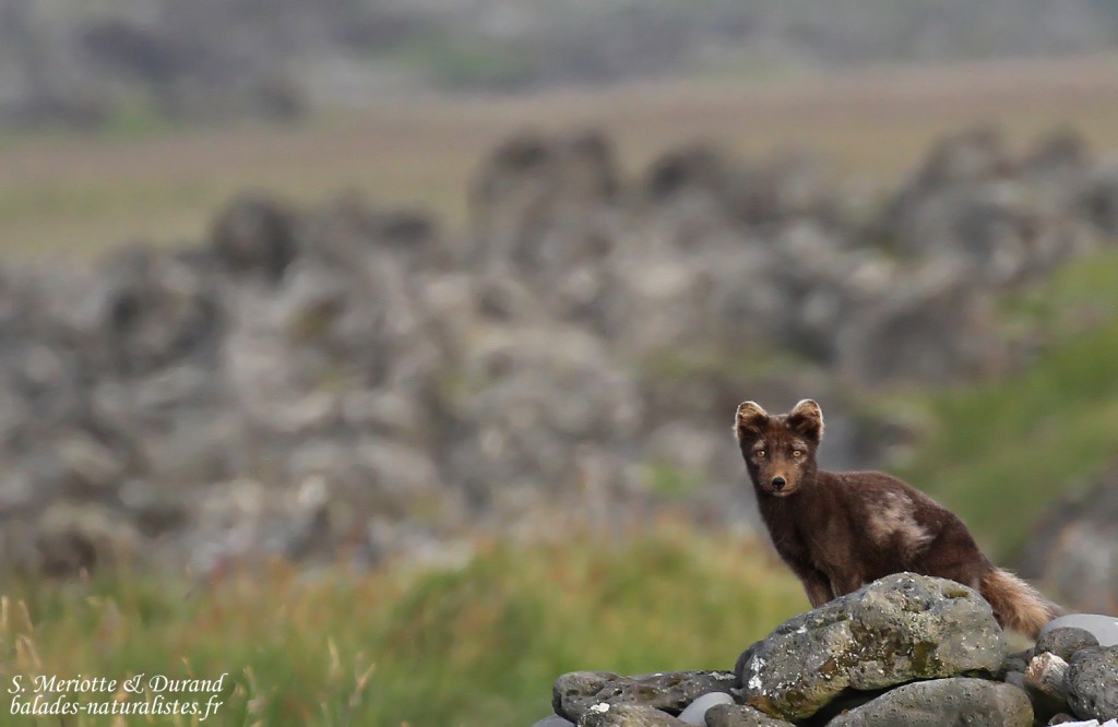 renard-polaire-snaefellsnes-islande