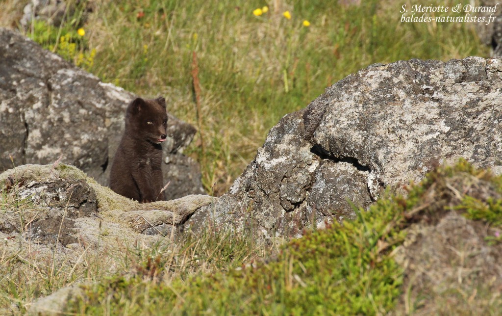 renard-polaire-snaefellsnes-islande