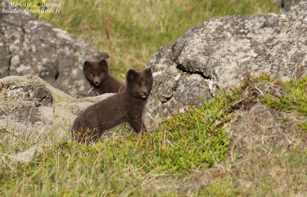 renard-polaire-snaefellsnes-islande