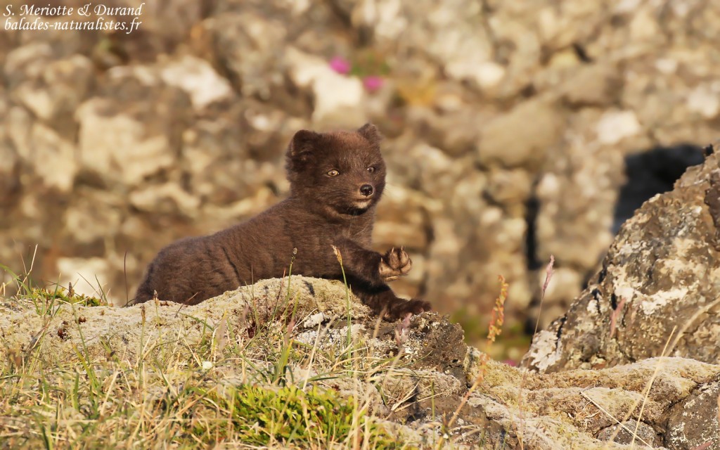 renard-polaire-snaefellsnes-islande