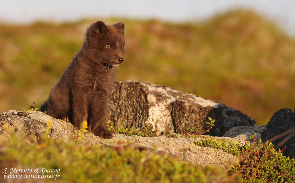 renard-polaire-snaefellsnes-islande
