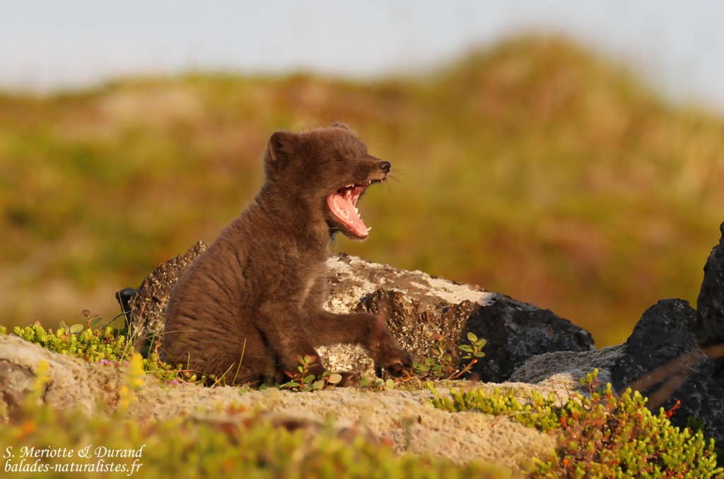 renard-polaire-snaefellsnes-islande