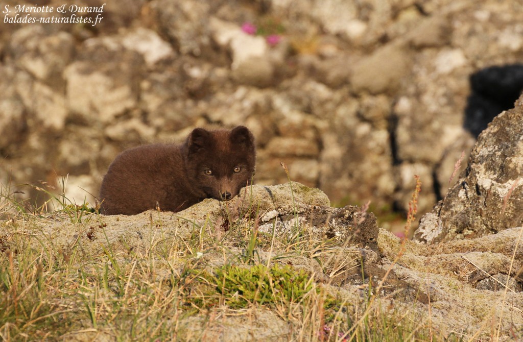 renard-polaire-snaefellsnes-islande