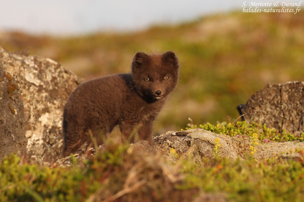 renard-polaire-snaefellsnes-islande