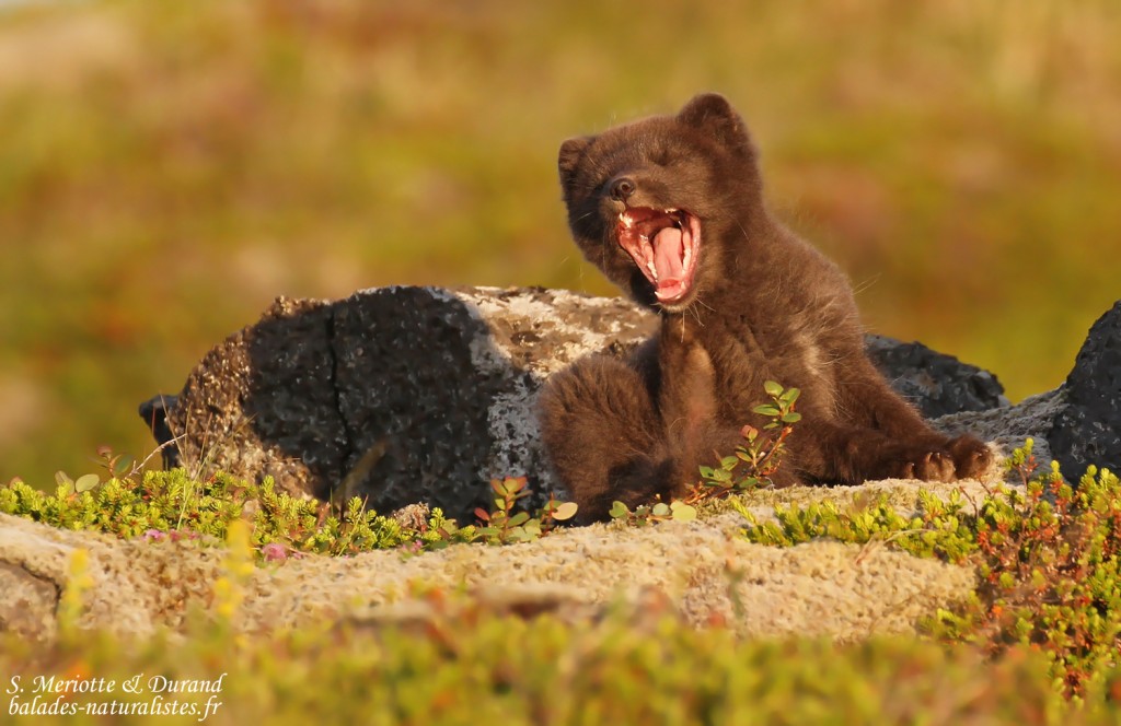 renard-polaire-snaefellsnes-islande