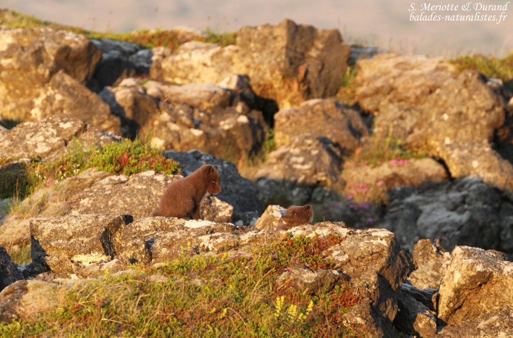 renard-polaire-snaefellsnes-islande