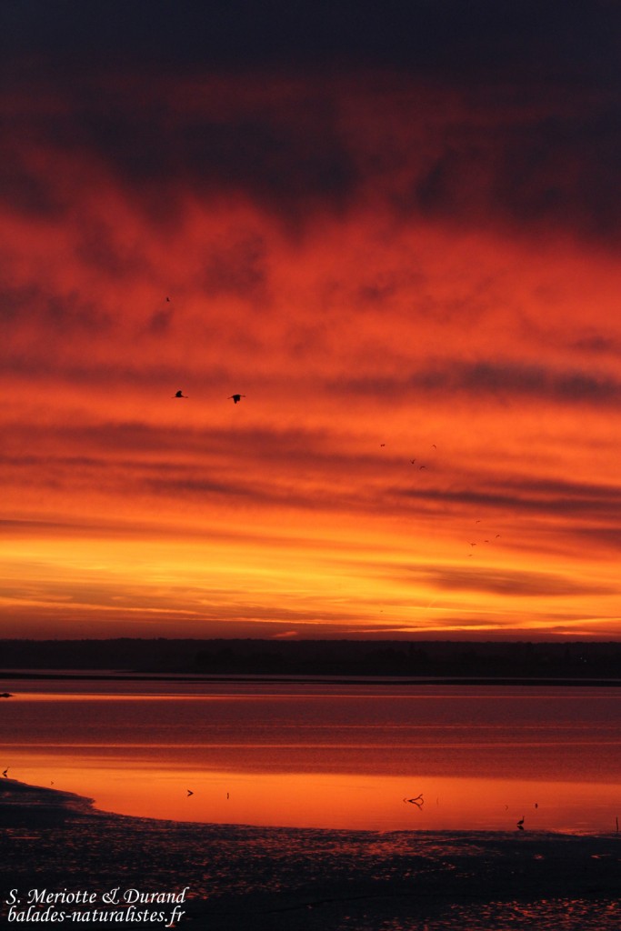 Soleil levant sur le lac du Der