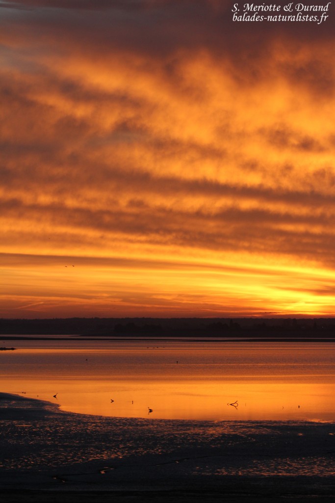 Soleil levant sur le lac du Der