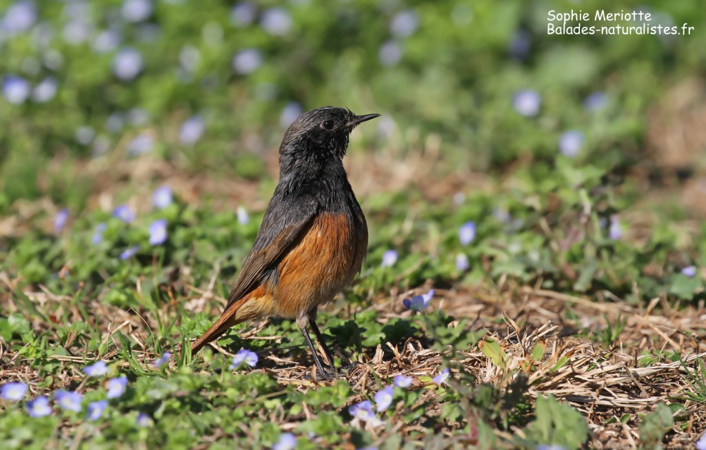 Rougequeue noir Phoenicurus ochruros phoenicuroides antibes (6)