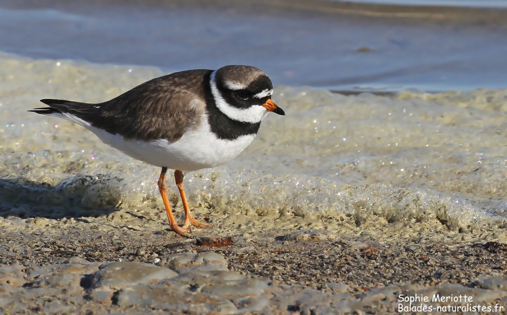 Grand Gravelot sur les baisses de Camargue, mai 2017