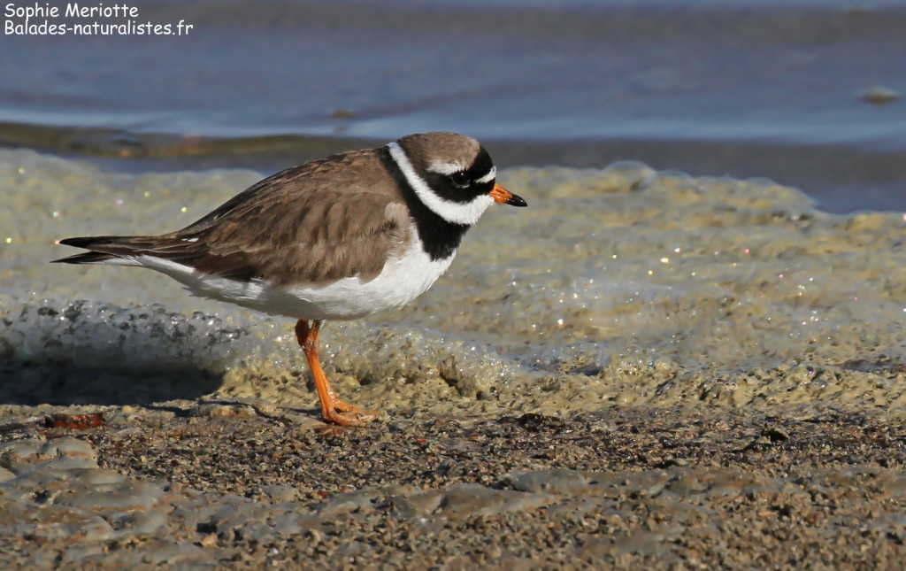Grand Gravelot sur les baisses de Camargue, mai 2017