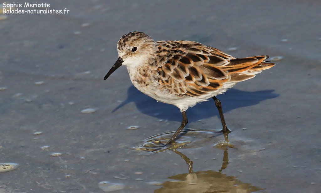 Bécasseau minute sur les Baisses, Camargue mai 2017