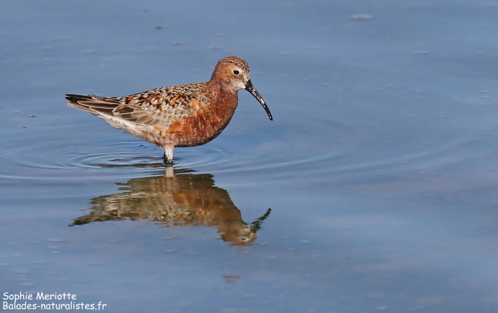 Bécasseau cocorli sur les Baisses, Camargue mai 2017