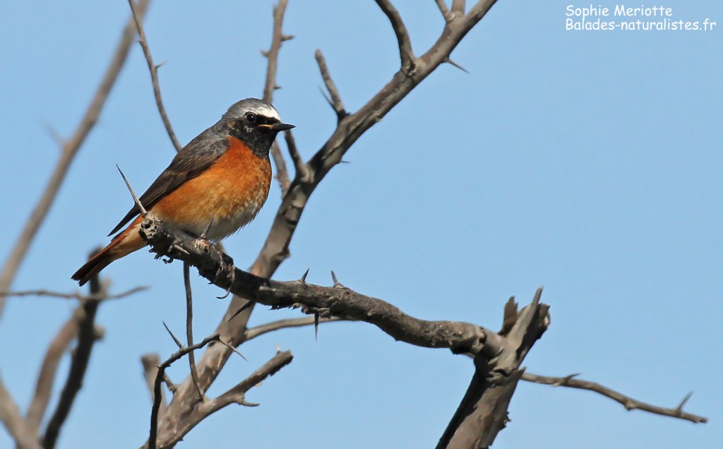 Mâle de Rougequeue à front blanc dans les buissons de la plage de Piémanson, Camargue mai 2017