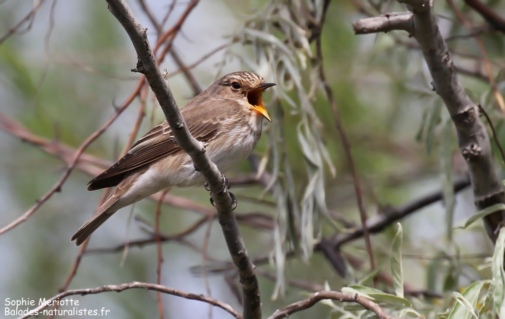 Gobemouche gris dans les buissons de la plage de Piémanson, Camargue mai 2017