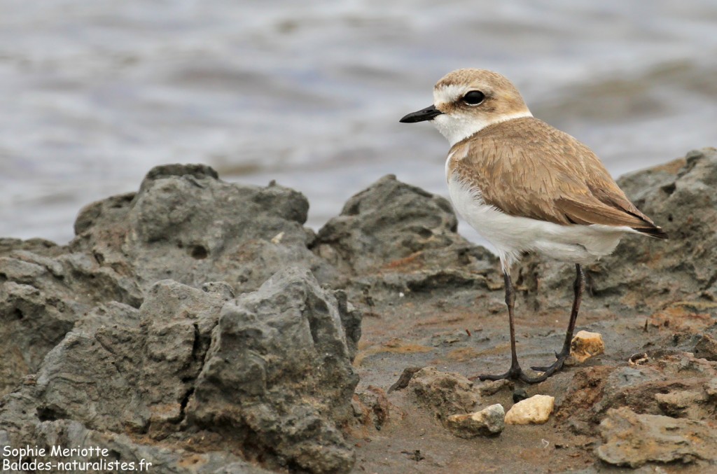 Femelle de Gravelot à collier interrompu sur la piste de Beauduc, Camargue mai 2017