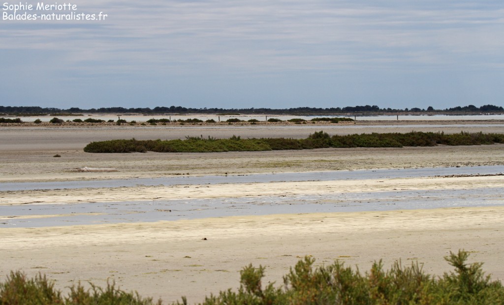 Piste de Beauduc, Camargue mai 2017