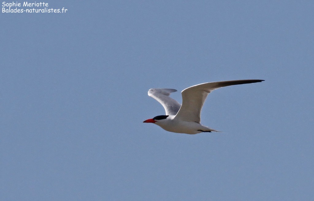 Sterne caspienne survolant le Grau de Piémanson