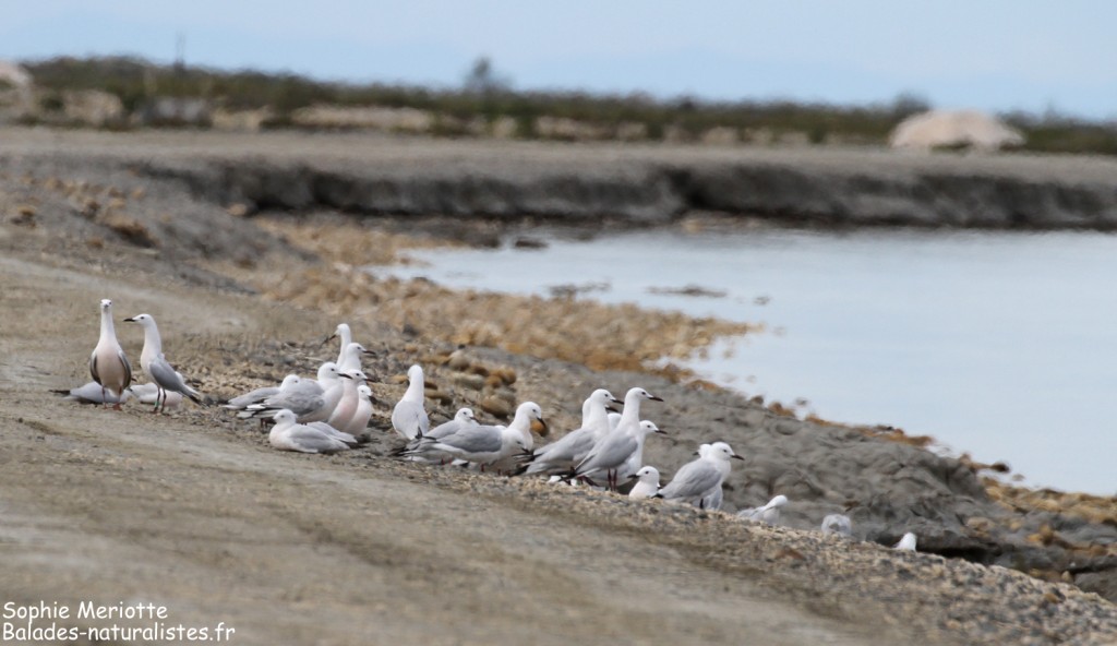 Goélands railleurs sur la piste de Beauduc, Camargue mai 2017