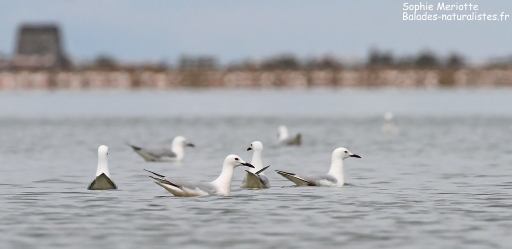 Goélands railleurs sur l'étang du Fangassier, Camargue mai 2017