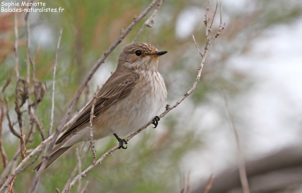 Gobemouche gris dans les buissons le long de la piste de Beauduc, Camargue mai 2017