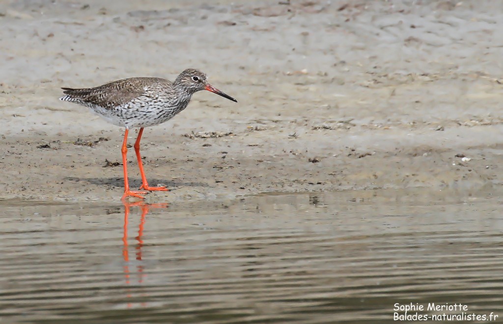 Chevalier gambette sur la piste de Beauduc, Camargue mai 2017
