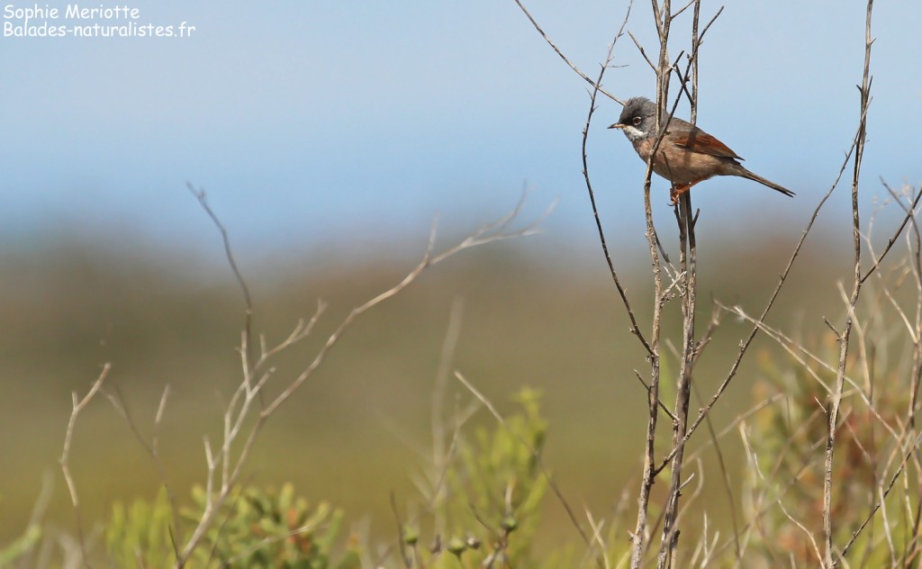 Fauvette à lunettes sur la piste de Beauduc, Camargue mai 2017