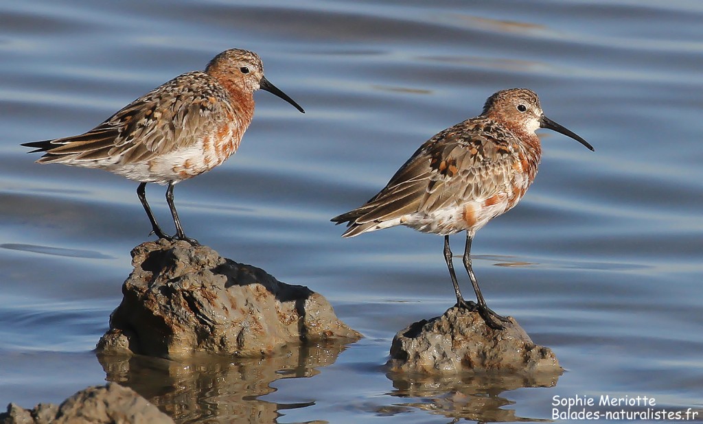 Bécasseaux cocorlis sur les Baisses, Camargue mai 2017
