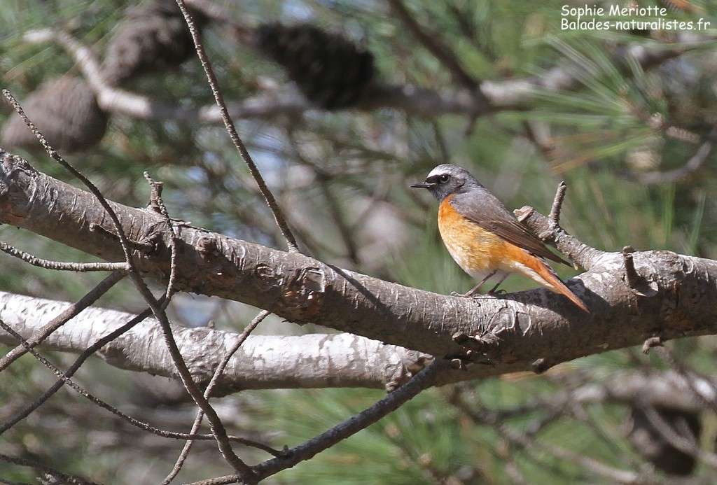 Rougequeue à front blanc en halte migratoire