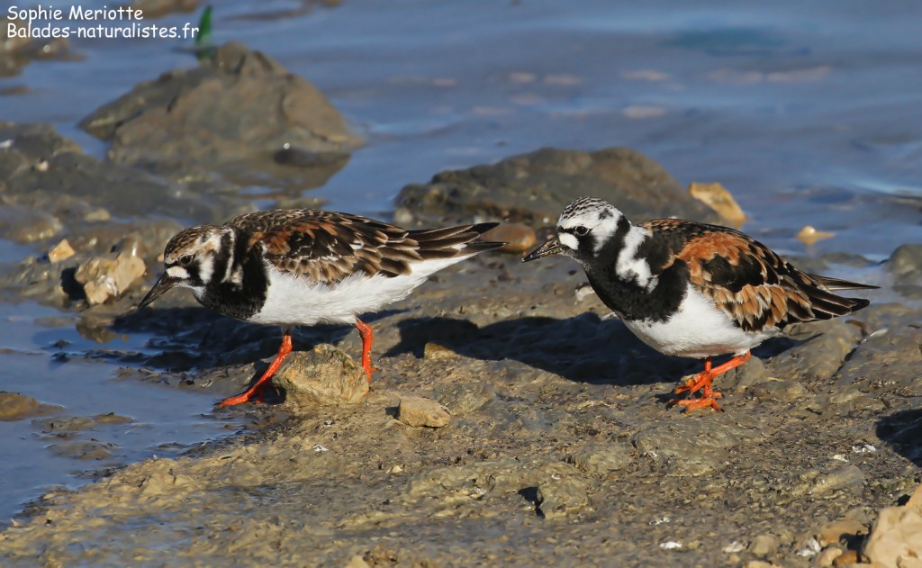 Tournepierres à collier sur les baisses de Camargue, mai 2017