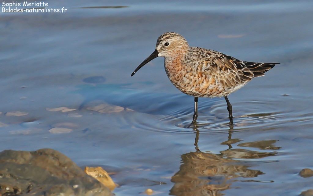 Bécasseau cocorli sur les Baisses, Camargue mai 2017