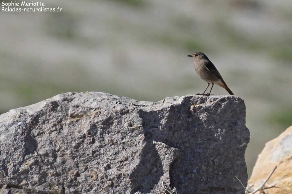 Rougequeue noir dans les dunes camarguaises