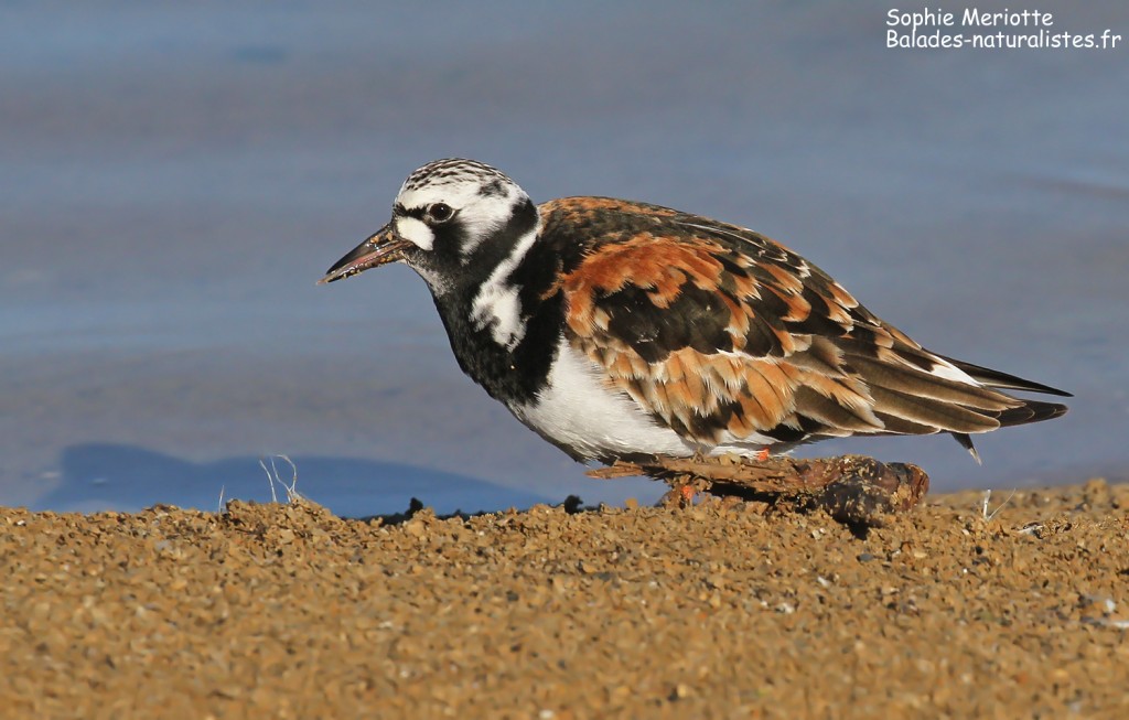 Tournepierre à collier sur les baisses de Camargue, mai 2017