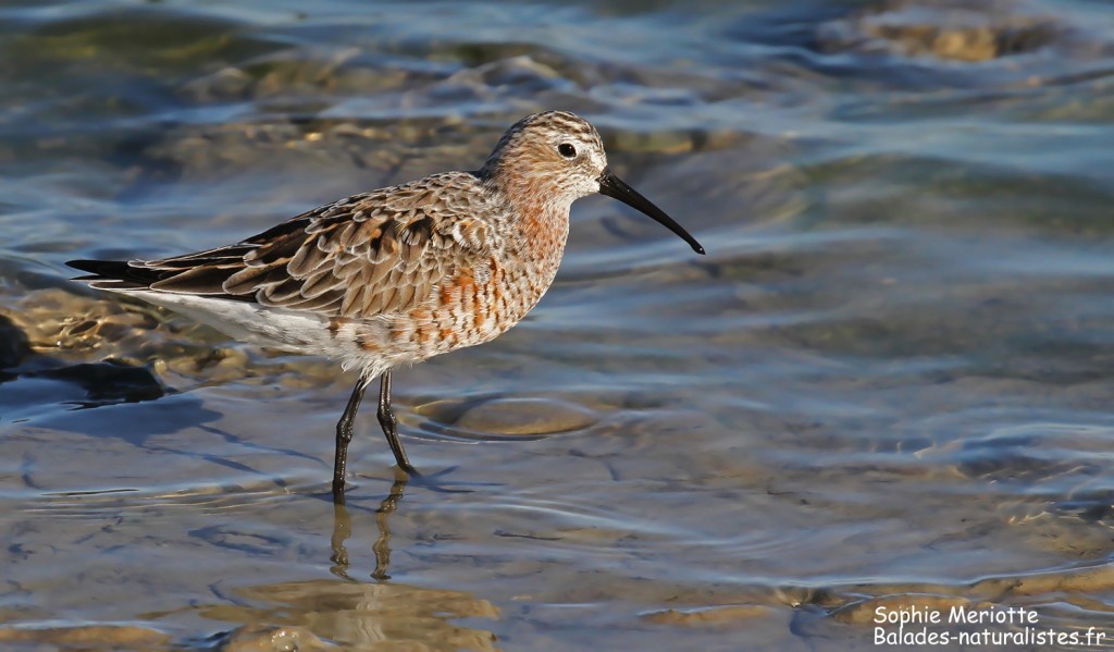 Bécasseau cocorli sur les Baisses, Camargue mai 2017