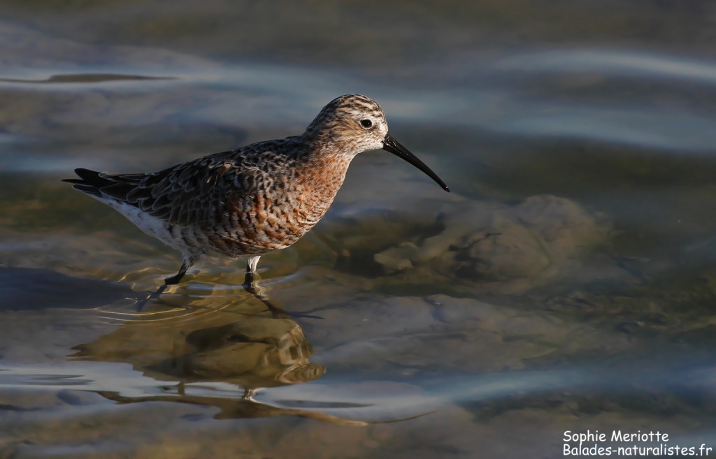 Bécasseau cocorli sur les Baisses, Camargue mai 2017