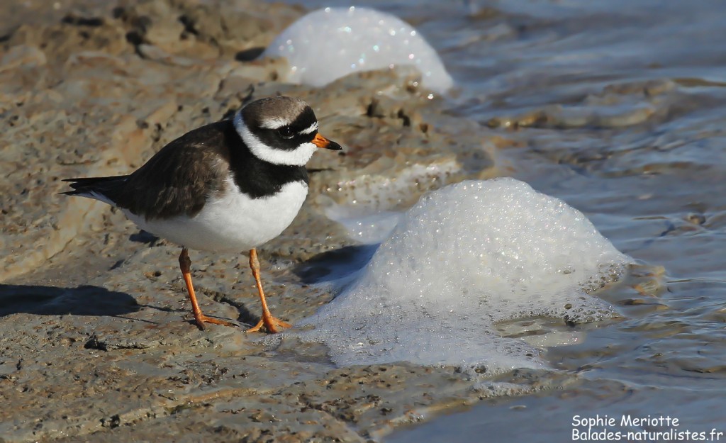 Grand Gravelot sur les baisses de Camargue, mai 2017